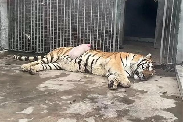 山西動物園小豬趴老虎肚上睡覺 引圍觀熱議