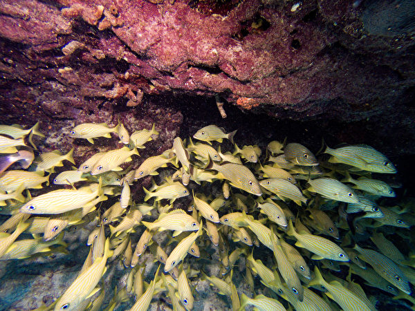2023年7月14日,美國佛羅里達州基韋斯特(Key West),黃仿石鱸(Haemulon flavolineatum)悠遊在珊瑚礁周圍。此處的珊瑚礁是美國近海最大的珊瑚礁,範圍從海龜國家公園(Dry Tortugas National Park)延伸至聖露西灣(St. Lucie Inlet),寬約350英里(約563.27公里)。(Joseph Prezioso/AFP)
