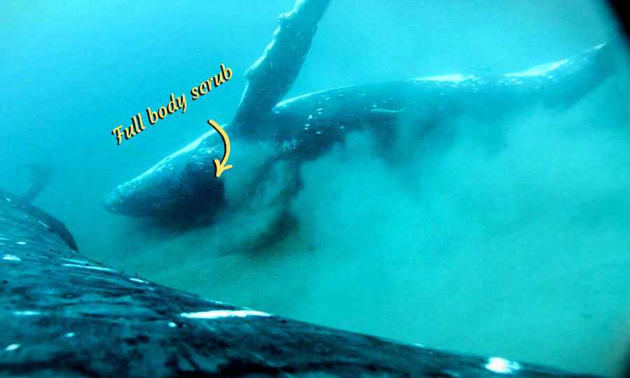 科學家首次記錄座頭鯨享受健康沙浴