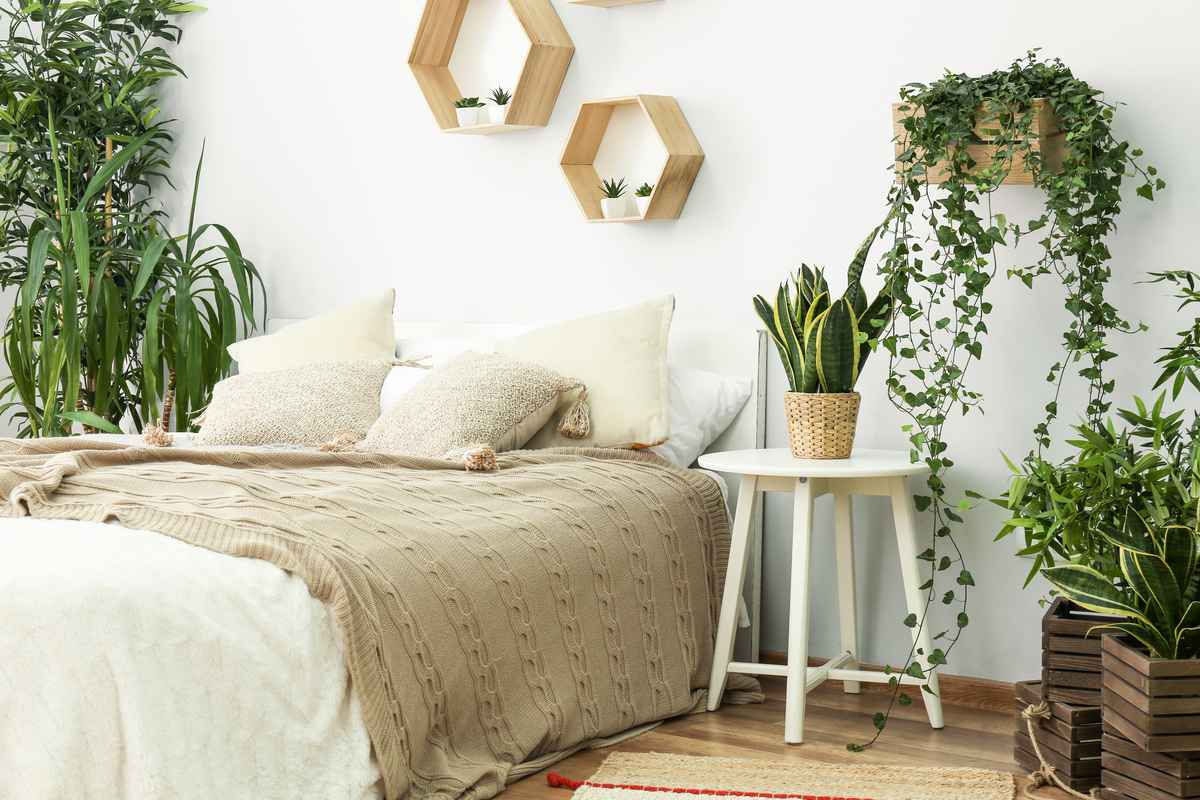 睡眠專家說，在睡房內種植特定的植物，可以讓人們比較快入睡。（Shutterstock）