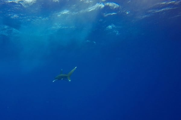 歐盟外交官赴埃及度假 在紅海潛水遭鯊魚咬死