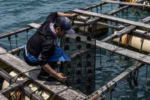 印尼龍目島南海珍珠養殖業揭秘（多圖）