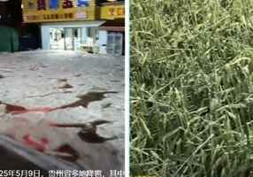 中國多地下冰雹 街道變冰河 農作物受損