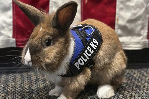 美國警局任用「警兔」 以療癒模樣撫慰人心