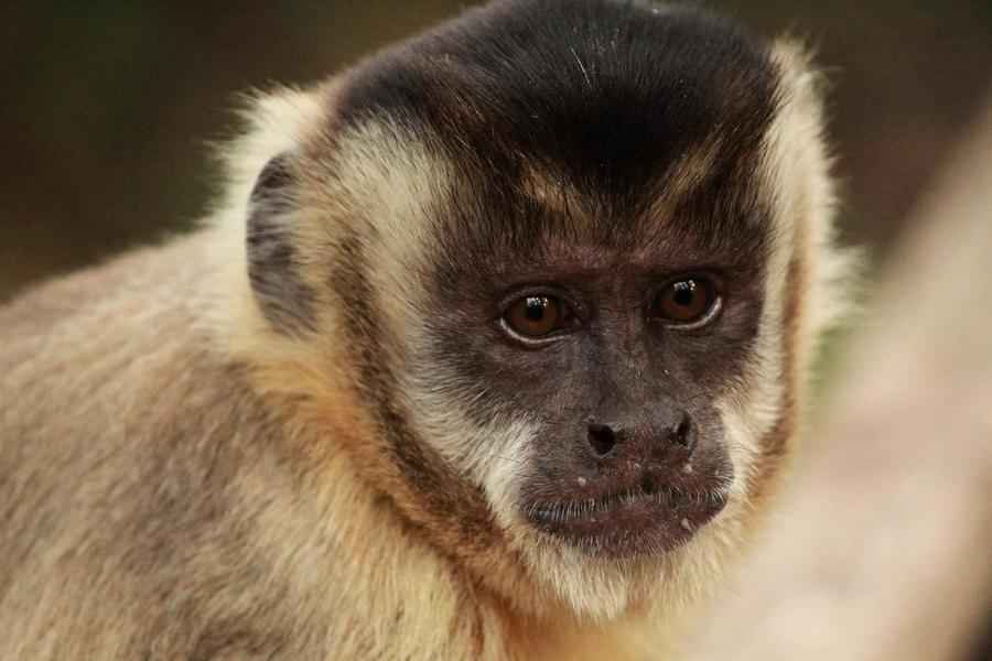 美國加州動物園猴子打「911」報警