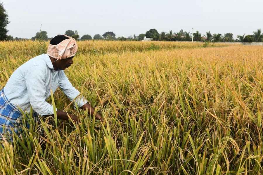 印度限大米出口 加劇糧食危機 中國受影響