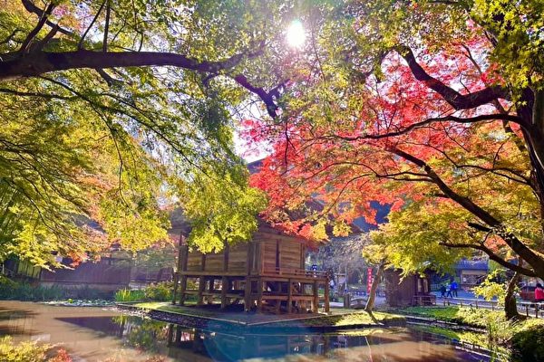 日本東北賞楓絕景 揭開紅葉盛宴之幕
