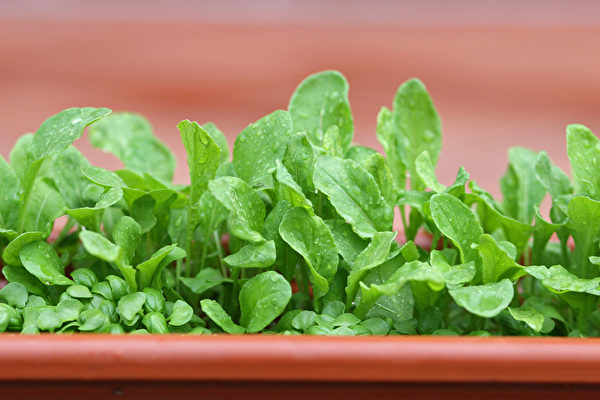 芝麻菜富含蔬菜硝酸鹽，能幫助預防動脈粥樣硬化。（Shutterstock）
