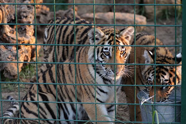 紐約動物園老虎染上中共病毒 全球首宗