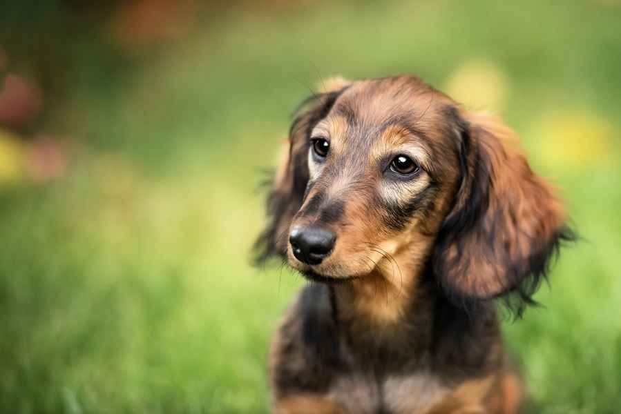 在澳洲離島失蹤529天 嬌小臘腸犬奇蹟獲救
