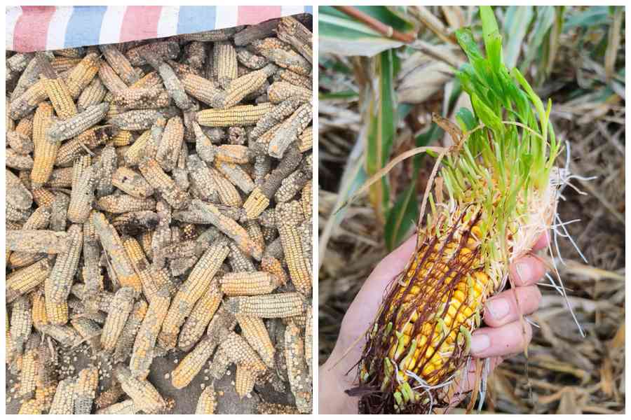 大陸多地連陰雨致農災 霉變秋糧恐流向市場