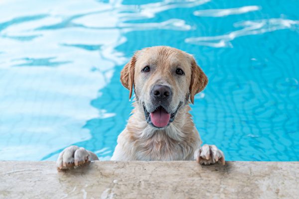 搞笑影片：喜歡玩水的狗狗拒絕離開泳池