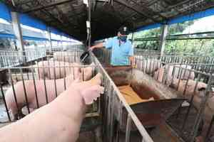 大陸豬價跌至7年新低 養殖戶陷絕望