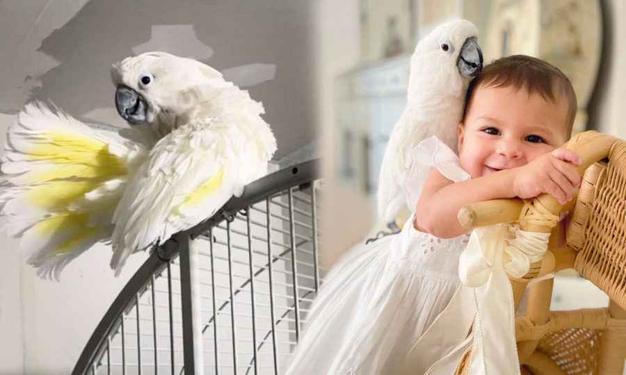 【圖輯】53歲鸚鵡被救 喜歡上新主人小寶寶