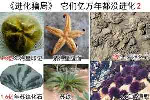 進化騙局（5） 誠實的「豬齒猿人」