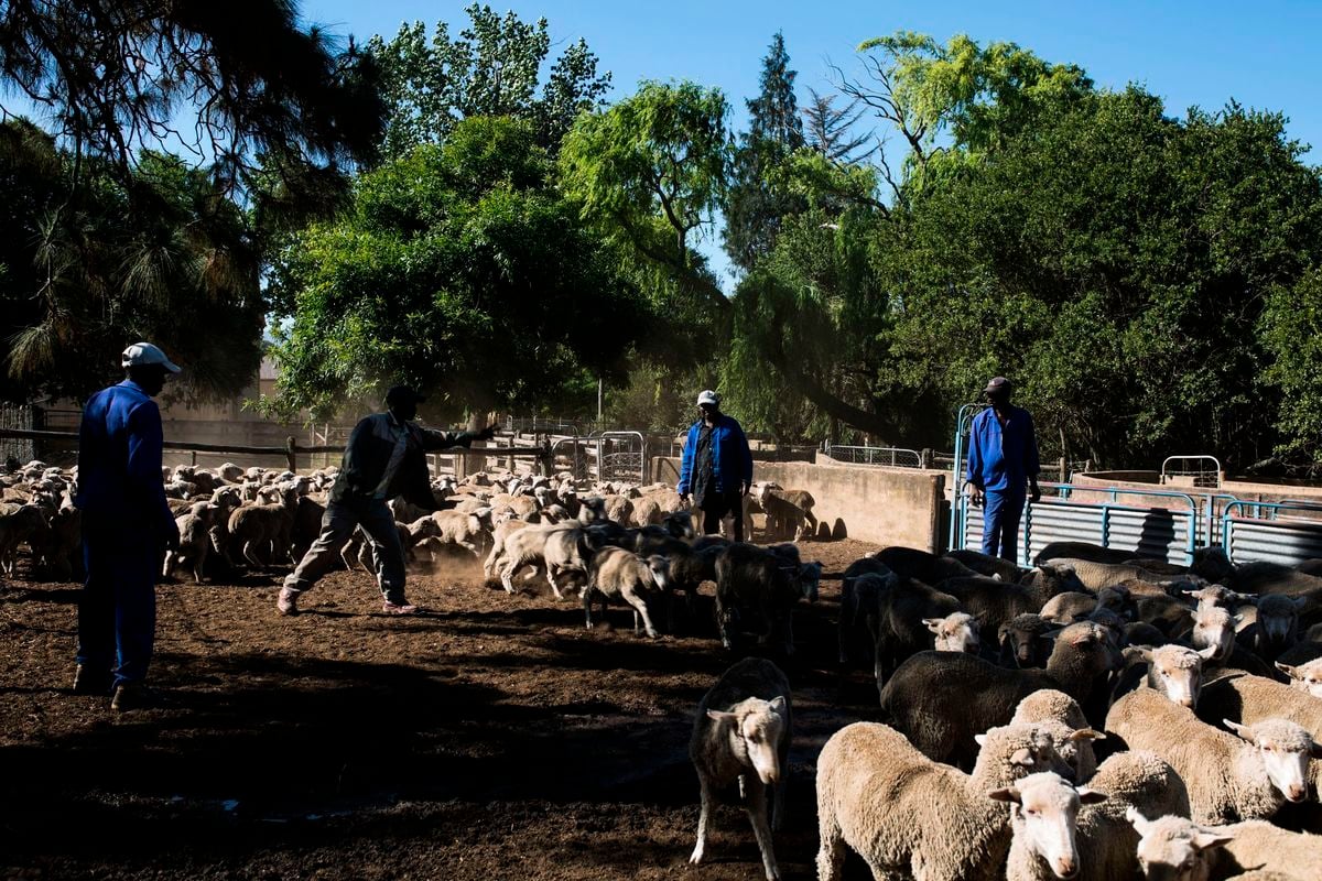 疫情導致澳洲關閉國門後，農場主們在收穫季節缺乏人手的問題更加嚴重。圖為在南澳農場的僱員正在勞作。（GUILLEM SARTORIO/AFP via Getty Images）