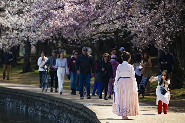 2023年3月21日，美國華盛頓特區，民眾觀賞潮汐湖（Tidal Basin）附近盛開的櫻花。（Jim Watson/AFP）