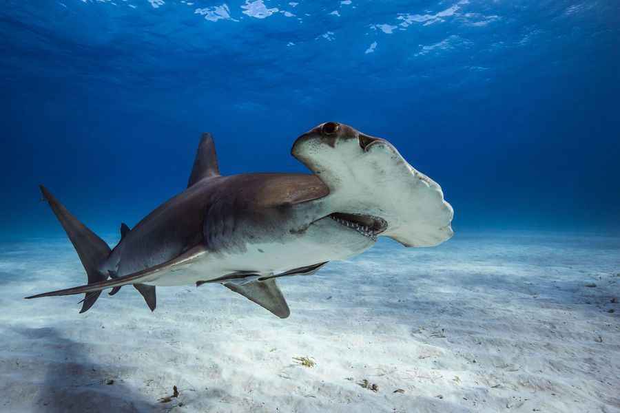 數百條鯊魚罕見現身澳知名海灘 含極危品種