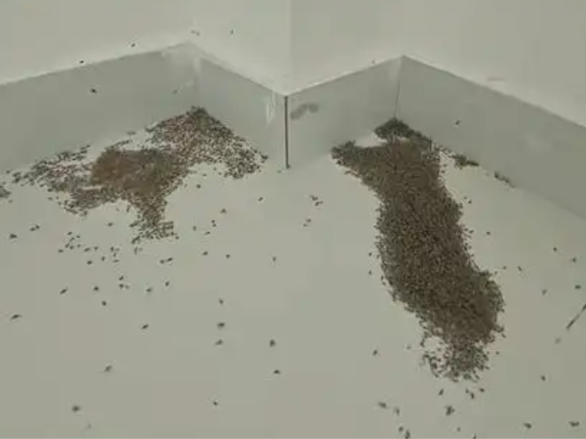 最高氣溫44.4℃ 河南大量蚊子被熱死
