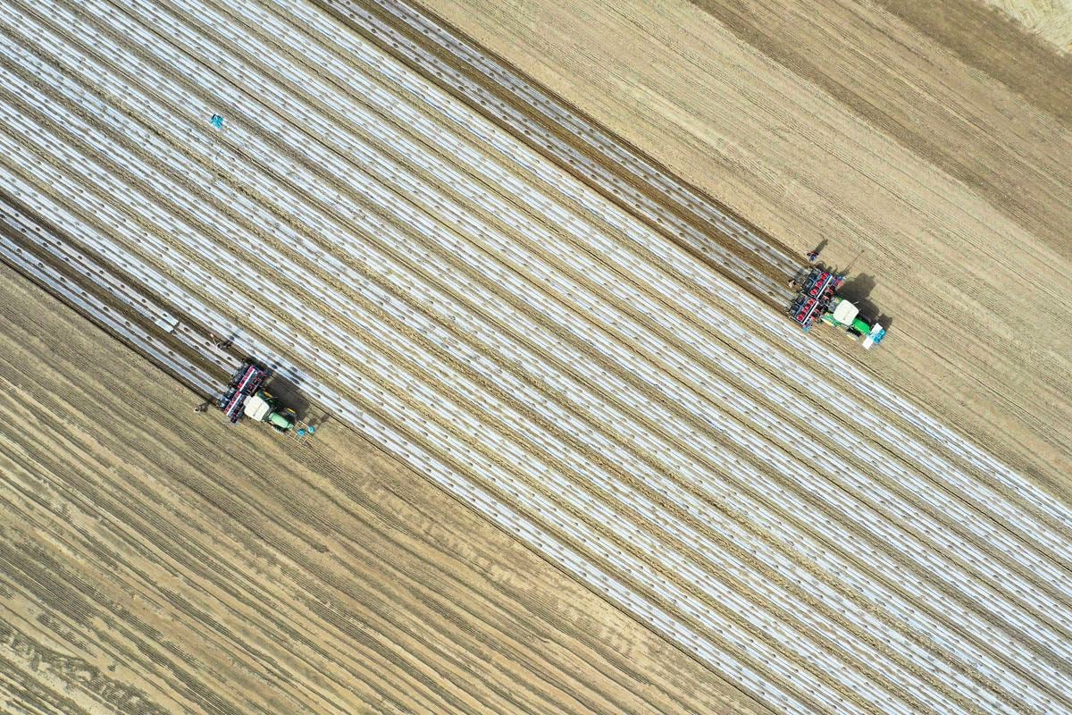 新疆棉花涉嫌強迫勞動，因而受到抵制。這張於2021年3月24日拍攝的航拍照片中顯示，播種機正在中國西北新疆地區的圖木舒克（Tumushuke）棉田工作。（STR/CNS/AFP via Getty Images）