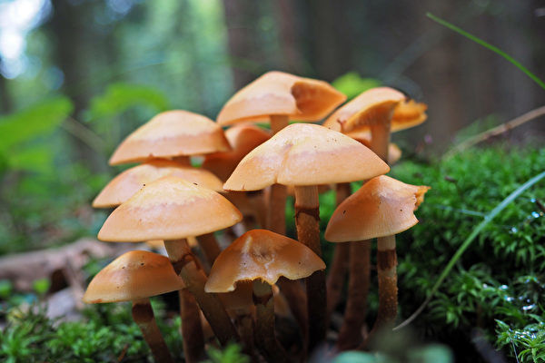 研究：真菌吸收了地球三分之一以上碳排放