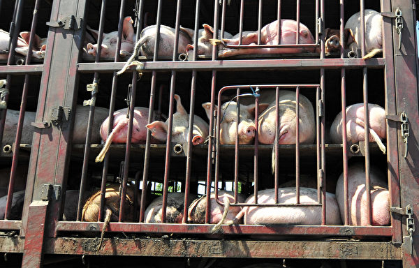 豬企新五豐2025年多銷售100萬頭豬 卻虧損7億