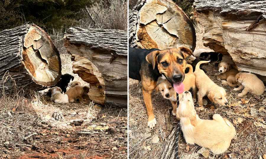 【圖輯】聰明狗媽媽引路人拯救16隻被棄小狗