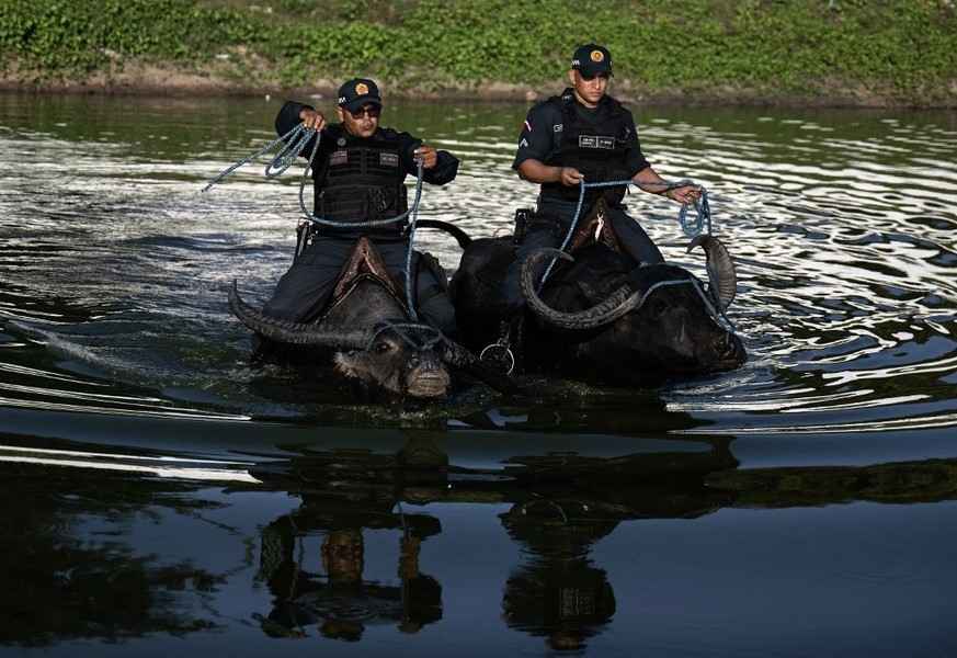 巴西馬拉荷島上獨特景致：警察騎水牛巡邏