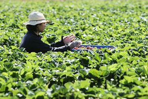 澳洲將推出新農業簽證 從東盟引進勞動力