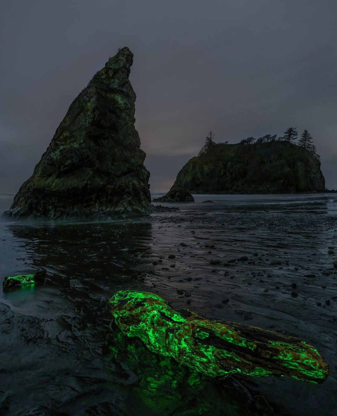 在華盛頓紅寶石海灘上發出綠色光芒的真菌。（Mathew Nichols Photography提供）