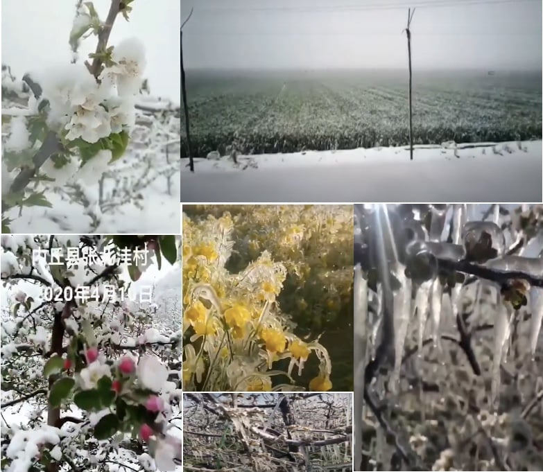 【現場影片】大陸多地作物被凍 果農連叫苦