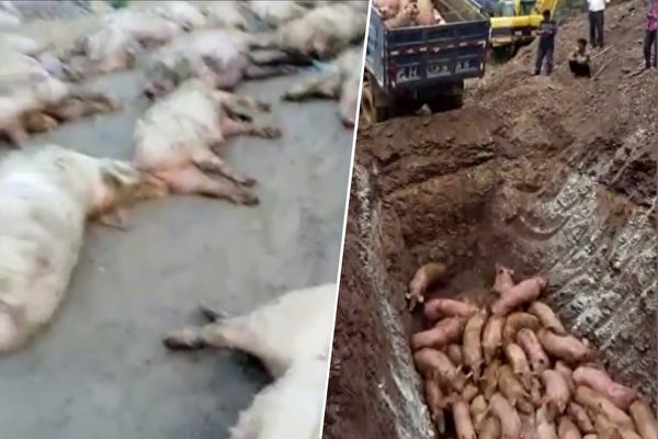 中國非洲豬瘟擴散至23個省區市，大量豬隻被撲殺。（影片截圖／大紀元合成）