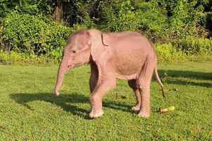 罕見白象在緬甸誕生 具備七項珍稀特徵