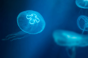 研究揭示水母游泳秘技