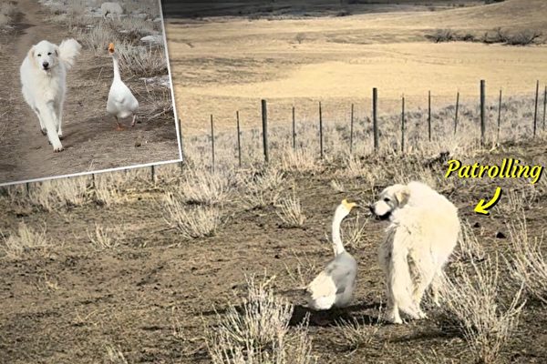鵝和狗每天巡視農場 共同確保農場安全