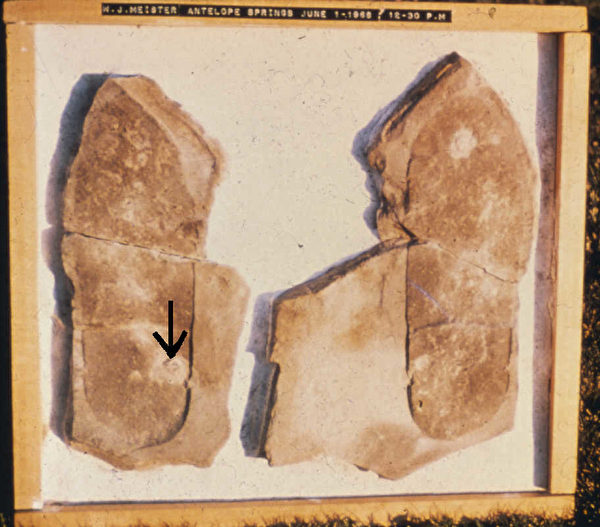 圖6-18 猶他州頁岩中一塊含有三葉蟲的鞋印，被稱為「梅斯特腳印」，箭頭指向標本中的一隻三葉蟲。（由Clifford Burdick提供，1982年，http://paleo.cc/paluxy/meister.htm）