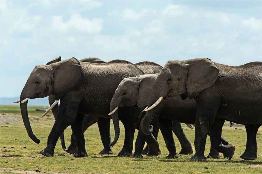 研究發現：非洲大象用氣味交流
