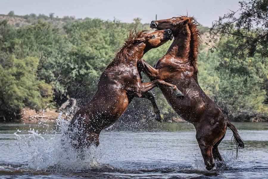 【圖輯】攝影師深入荒野 捕捉雄姿勃勃的駿馬