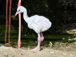 年幼火烈鳥翻牆逃出英國野生動物保護區