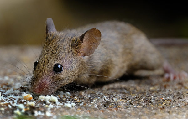老鼠在吃東西。（Shutterstock）