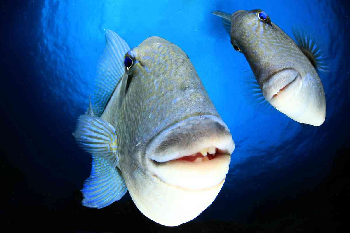 近距離看向鏡頭的扳機魚。（Arturo Telle Thiemann提供）