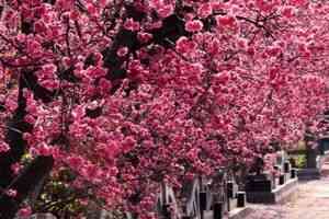 台中櫻花大道滿開 攝影人提前到場打卡