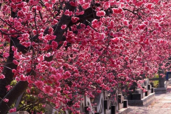 台中櫻花大道滿開 攝影人提前到場打卡