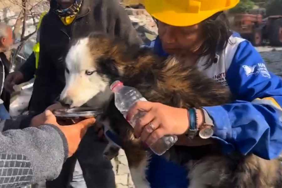 強震後受困瓦礫堆3周 土耳其小狗奇蹟獲救