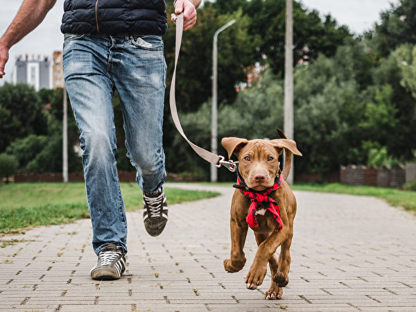 養寵物的人越來越多，幫人溜狗的工作也會越來越多。（圖/Shutterstock）