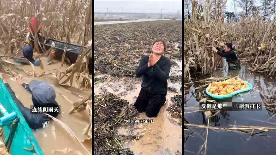 秋收在即逢連陰雨 中國多地農民損失慘重