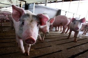 大陸旅客攜香腸至日本 再被驗出非洲豬瘟