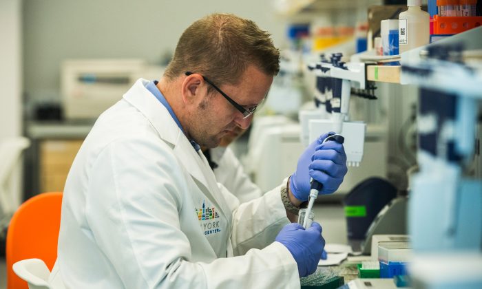 研究人員在紐約市紐約基因組中心的產品實驗室為DNA樣本測序做準備。攝於2013年9月19日。（Andrew Burton/Getty Images）