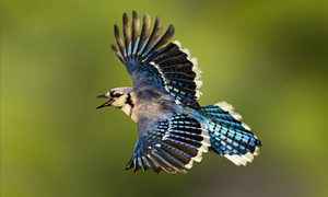 【圖輯】攝影師用心捕捉飛行中的冠藍鴉