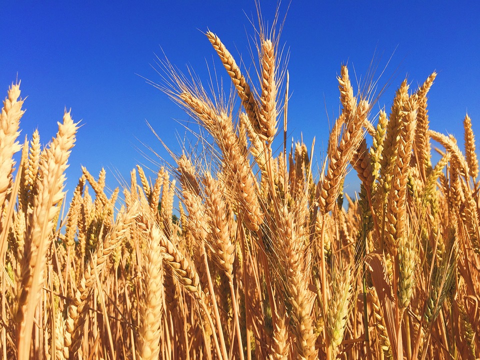 一位糧食安全專家說，在烏克蘭衝突以及印度最近幾周開始禁止小麥出口的情況下，全球只剩下大約10周的小麥供應儲備。（Pixabay）